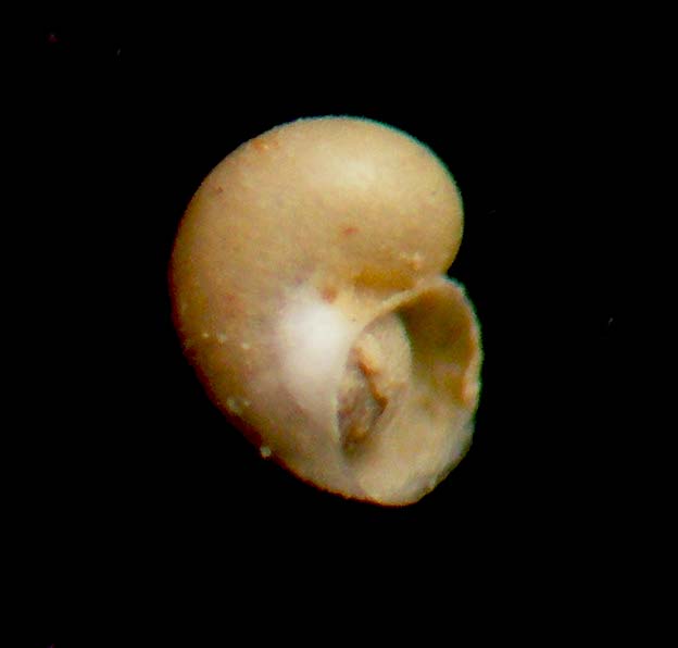 Firoloida o granigyra???